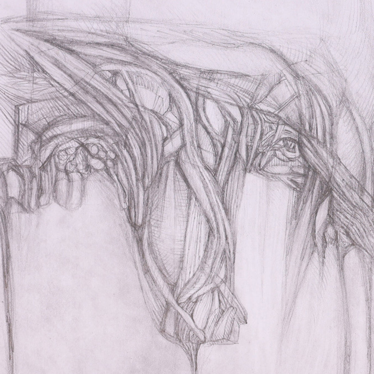 Pencil sketch of a horse's head with detailed mane on a white background